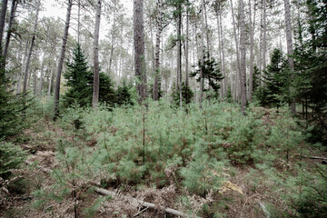 Cathedral Pines Trail
