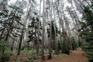 Cathedral Pines Trail