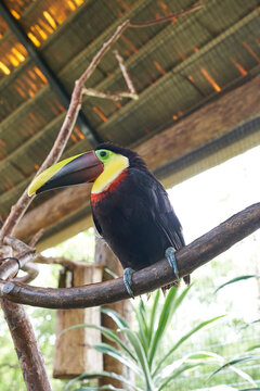 Vara Blanca, Costa Rica - November 14, 2024 - toucan in the La Paz Waterfall Gardens Nature Park