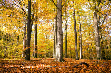 Obraz premium Herbstwald