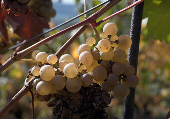 Close-up of ripe white grapes on a vine in warm sunlight, highlighting their texture and natural golden hues, with soft blurred vineyard background.