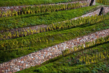 Terraced vineyard with stone walls and rows of grapevines, showcasing the structure and greenery of the hillside, bathed in warm sunlight.