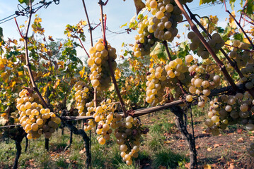 Vineyard with rows of ripe white grape clusters hanging on vines, illuminated by warm sunlight, with golden autumn leaves creating a serene harvest scene.