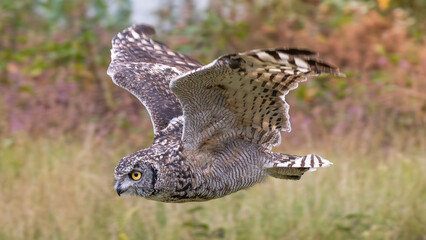 Fototapeta premium Owl flying low at bird show