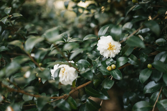 White Camellia Flower in Forsyth Park, Savannah