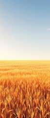 Naklejka premium Gradient of red and yellow hues in a wheat field, grain fields, golden wheat, earthy tones, rolling hills