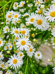 Fototapeta premium Daisy bush in the garden. Gardening concept. High quality photo