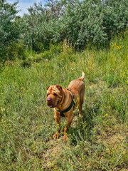 Shar Pei dog in the grass. High quality photo