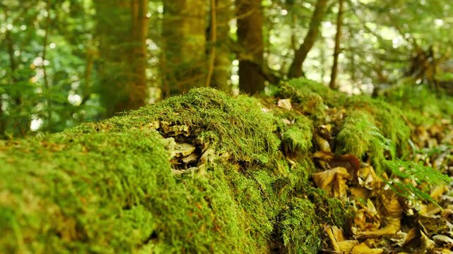 A Moss-Covered Log Surrounded by Leaves, Ideal for Videos About Woodland Spirits, Mythical Forest Tales, and Nature Protection. Perfect for Content Focused on Forest Conservation and Folklore.