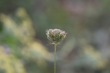 Wild carrot