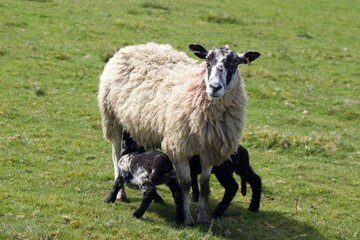 Obraz premium Badger Face Welsh Mountain Sheep and Lambs (Ovis aries)