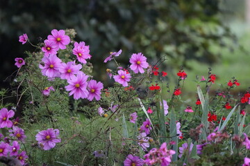 Fototapeta premium Pink Autumn Flowers (Cosmos bipinnatus)