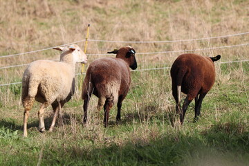 Obraz premium Herd of Sheep 
