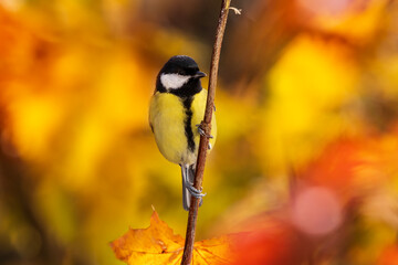 Fototapeta premium tit bird sitting on a branch among bright and golden foliage on a sunny autumn day