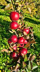 Ripe tasty and healthy red apples on small fruit trees in the village