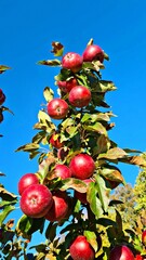 Ripe tasty and healthy red apples on small fruit trees in the village