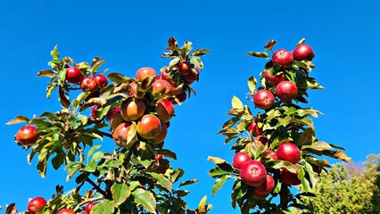 Ripe tasty and healthy red apples on small fruit trees in the village