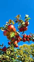 Ripe tasty and healthy red apples on small fruit trees in the village