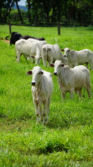 Fototapeta premium animals on a farm