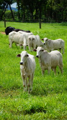 Fototapeta premium animals on a farm