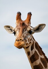 Naklejka premium A close-up of a giraffe's head and neck, showcasing its unique brown patchwork pattern, large expressive eyes, and defined ossicones, set against a clear sky