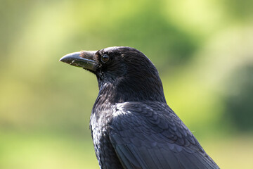 Fototapeta premium Black Raven with green background. Closeup shot of bird with black feathers, beak and side profile