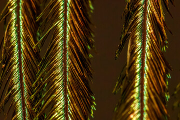 Fototapeta premium Extreme Macro Close-Up of an Incredibly Beautiful and Amazing Peacock Feather Highlighting Intricate and Colorful Structural Details