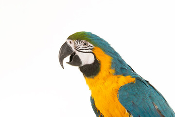 Portrait of a blue and yellow macaw, seen from the side with its beak open looking cute on a white background