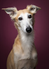 Portrait of a silken windsprite dog looking straight and alert at the on a maroon red background