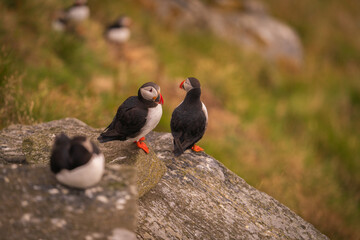 Obraz premium Atlantic Puffin in Natural Habitat 