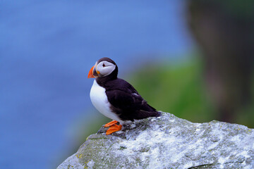 Fototapeta premium Atlantic Puffin in Natural Habitat 