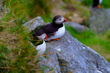 Fototapeta premium Atlantic Puffin in Natural Habitat 