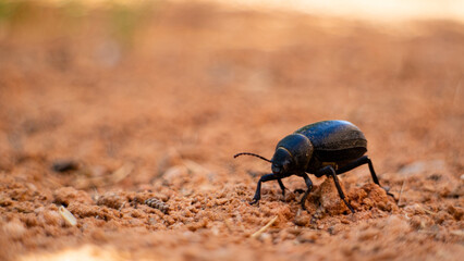 A black beetle insect walks on the dirt