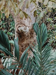 Squirrel nestled in lush forest tree surrounded by greenery