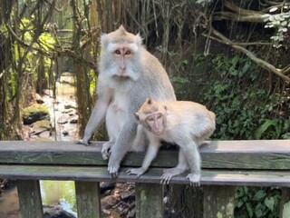 Fototapeta premium Monkey