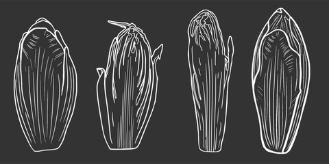 Sketch chicory, half chicory isolated, line art, doodle. For recipe, menu. White line on the black background.