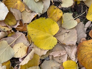 Bright yellow linden tree autumn colored leaf isolated on the ground. Autumn season lime-tree...