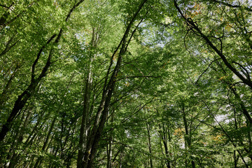 Fototapeta premium Lush Green Forest with Towering Trees in the Middle of a Grassy Clearing, Nature Landscape Beauty and Serenity Concept