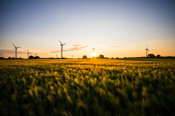 Sonnenuntergang am Feld
