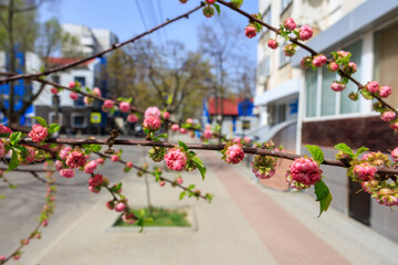 Obraz premium A tree with pink flowers is in front of a building