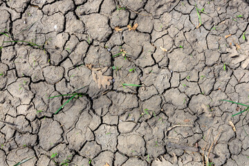 Fototapeta premium A dry, cracked, and barren landscape with a few small patches of grass