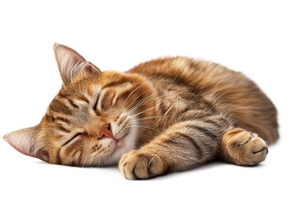 Obraz premium Brown tabby cat sleeping peacefully on a transparent surface in a cozy indoor setting
