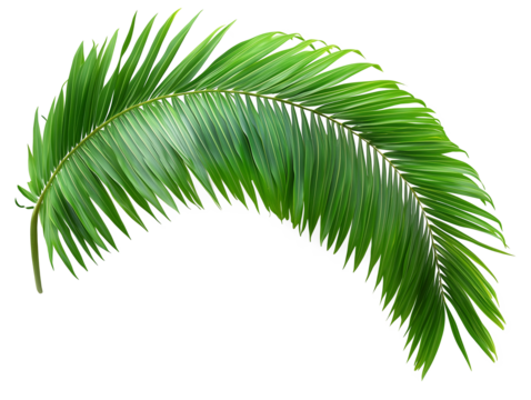 Vibrant green palm leaf showcasing intricate details and natural beauty for decoration and tropical themes