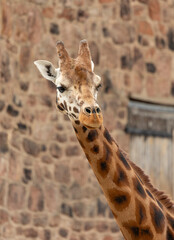 Baby Giraffe head and neck closeup portrait with diffused background