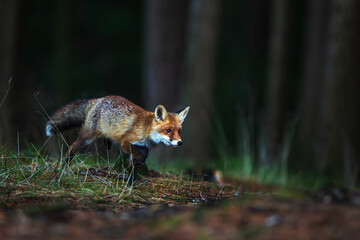 Obraz premium male red fox (Vulpes vulpes) detailed portrait