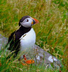 Naklejka premium Atlantic Puffin in Natural Habitat
