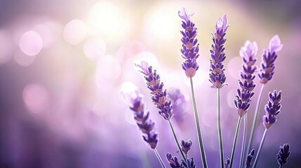 Obraz premium A bunch of lavender flowers in front of a soft purple and white bokeh, with a blurred background