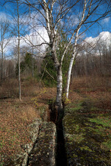 Birch tree growing out of a crevice in the rock ground against a blue sky white puffy cloud...