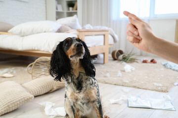 Owner scolding naughty cocker spaniel in messy bedroom, closeup