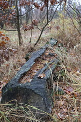 Obraz premium Decaying log lying on the forest floor surrounded by dry grass and leaves